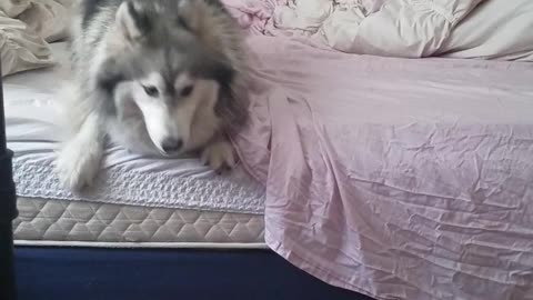 Epic Husky Tantrum