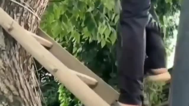 saving the cat