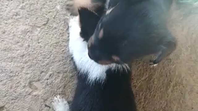 Puppies having fun