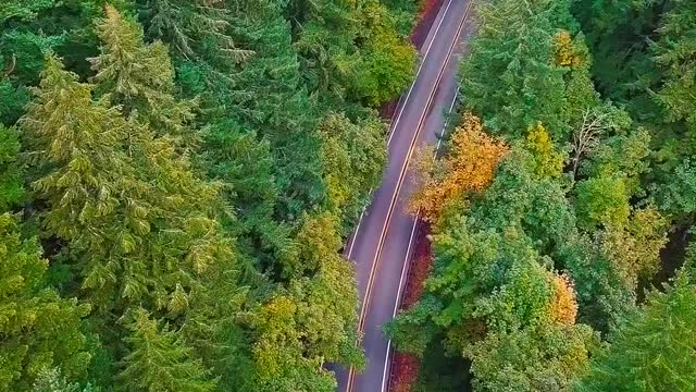 8K AERIAL Forest Nature Video