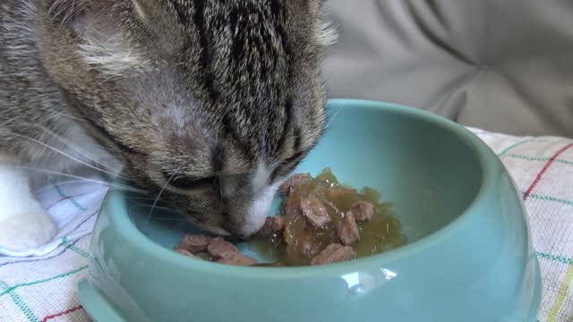 Small Cat Purrs and Eats