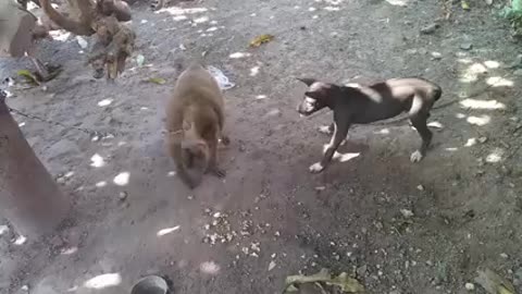 Dog fight vs monkey # bast fight monkey 🐒 vs dog