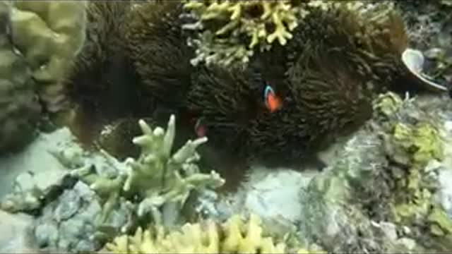 #Stunning Underwater# footage + Music | Nature Relaxation#