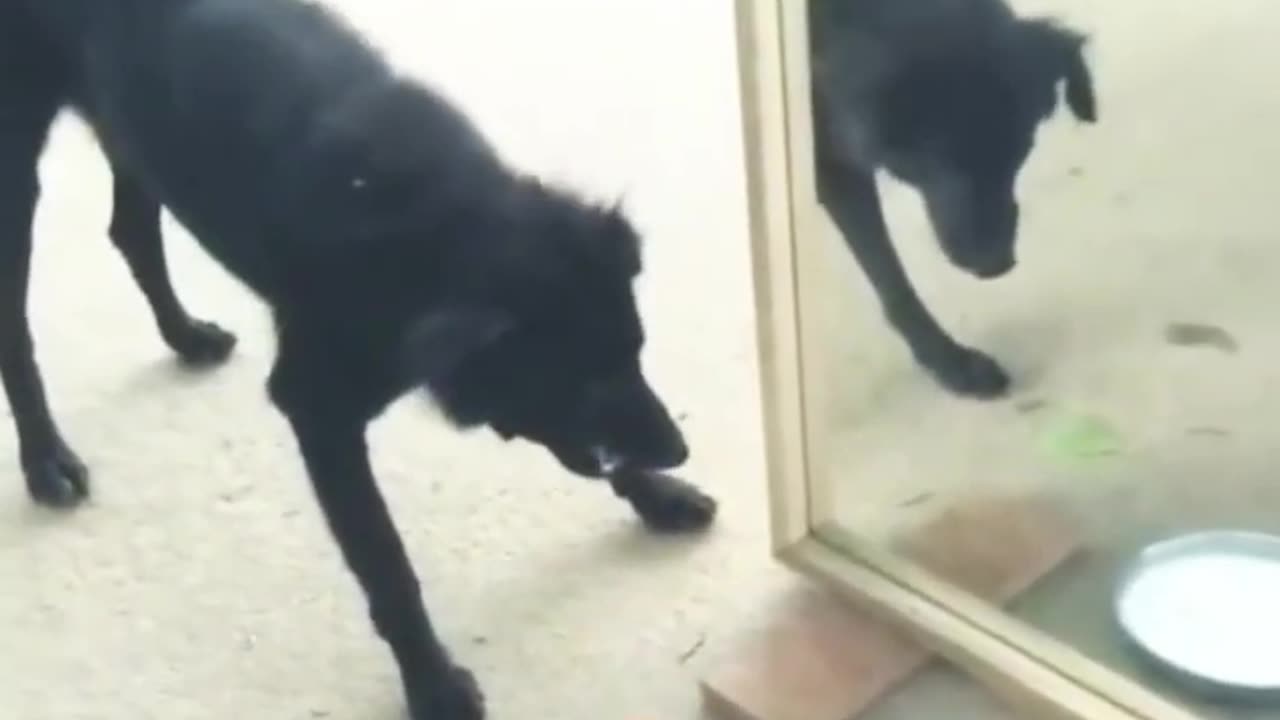 Funny mirror prank with dog 🐶