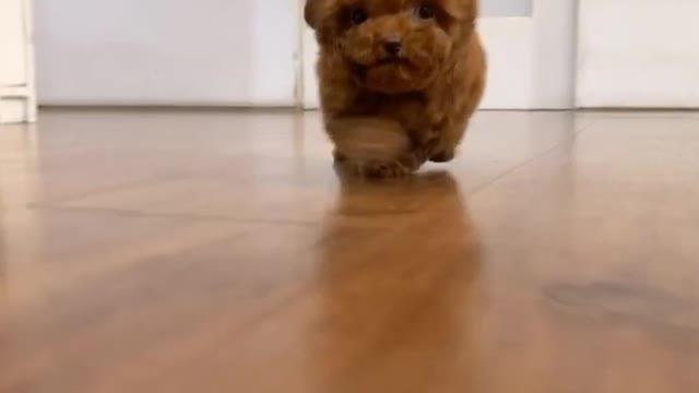 Cute puppy | heart melting cute little puppy