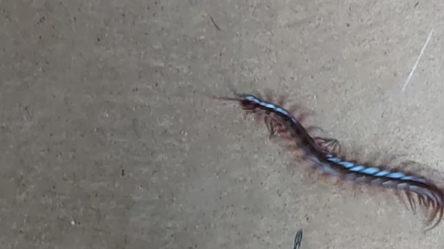 Hawaiian Centipede