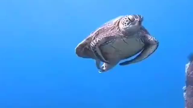 Inside the ocean with turtle