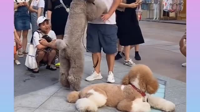 Two Cute Dogs Are Walking With his Owner