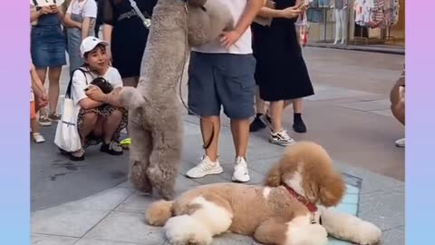 Two Cute Dogs Are Walking With his Owner