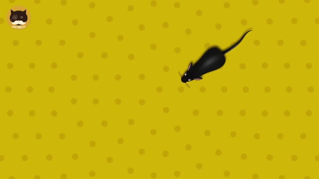 Game for cats! Entertain your cat by playing this video!