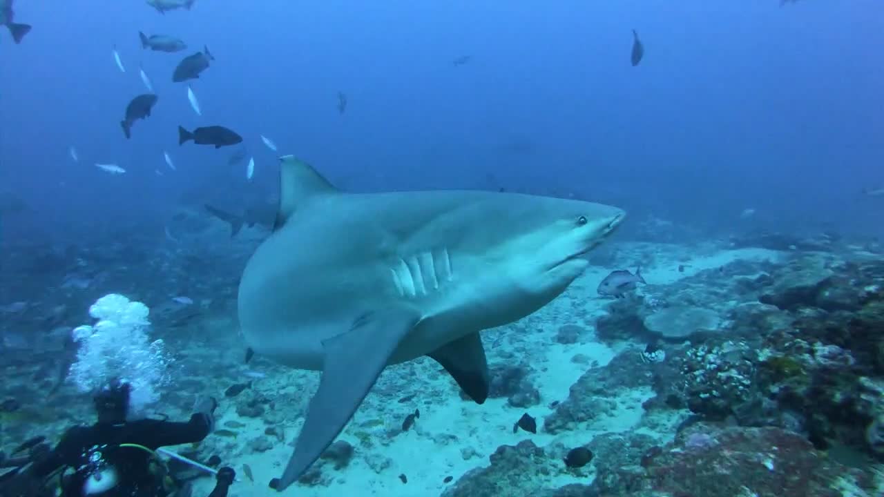 Divers Feed Sharks Without a Cage