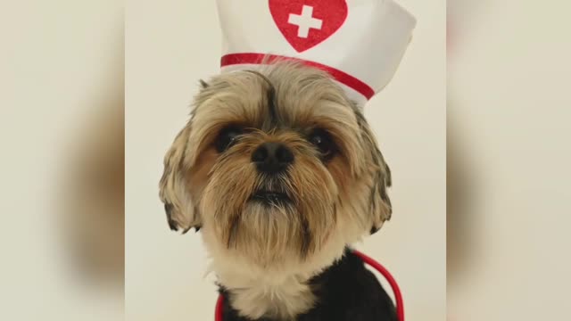 beautiful- dog_.In_dog_doctor_dress