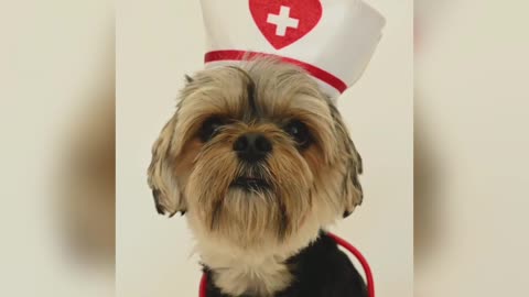 beautiful- dog_.In_dog_doctor_dress