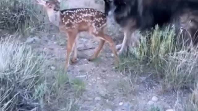 dog scared of wild deer