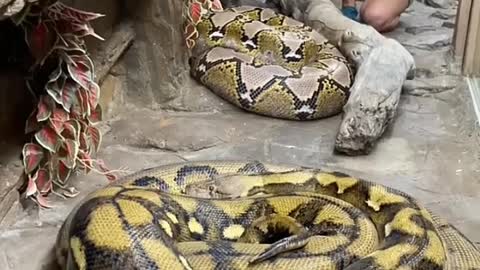 Two Big Anaconda