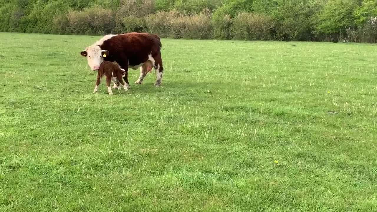 Miniature Hereford Cattle