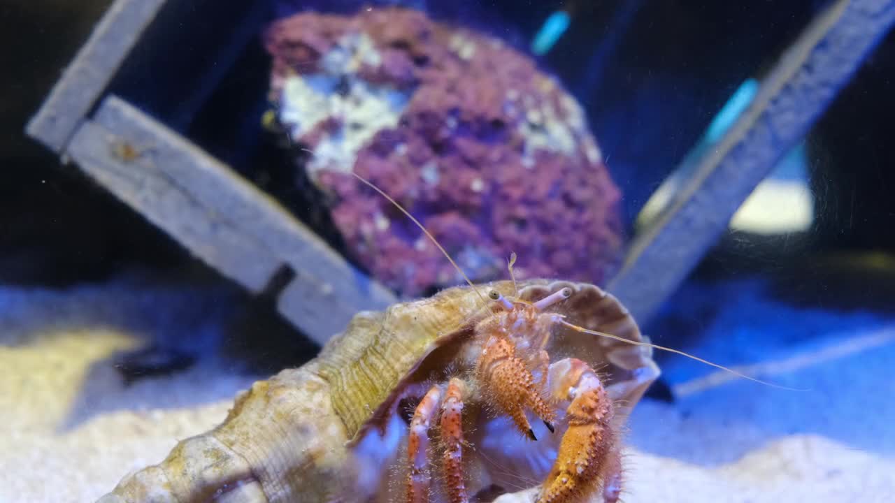 Crab head animals and their beautiful head movements