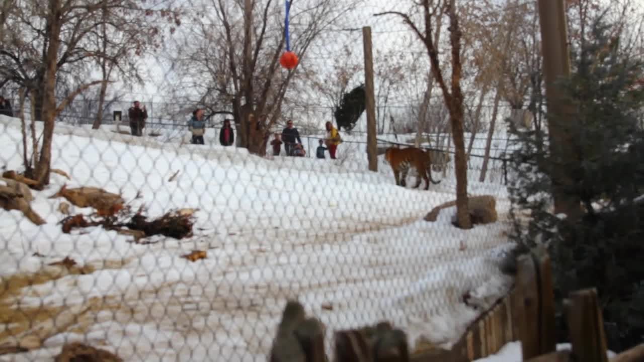 siberian tigers at hogle zoo during winter