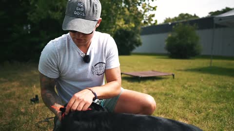 HOW I SAFELY TRAIN MY DOGS COMPLETELY OFF LEASH WITH FEW COOL TRICKS AND TIPS.