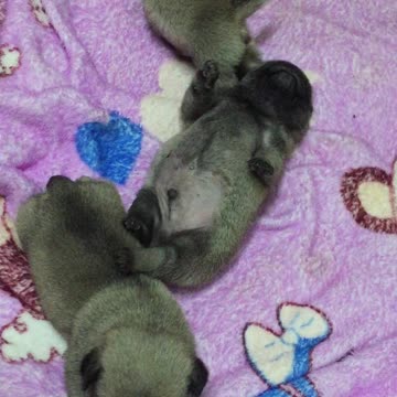 Baby Pugs Are Sleeping