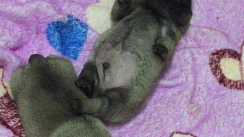 Baby Pugs Are Sleeping