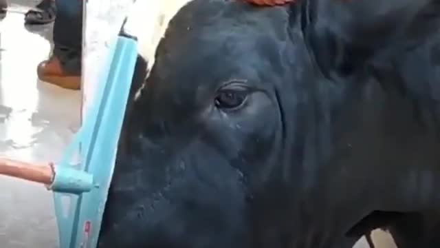 Bull_Crying