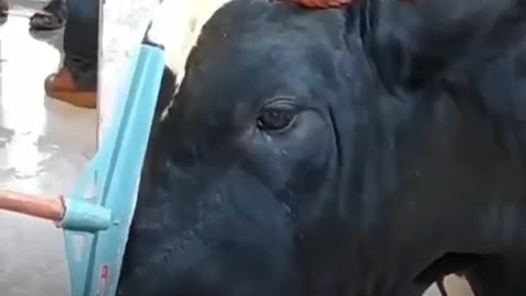 Bull_Crying