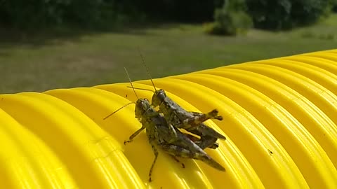 Grasshopper Love