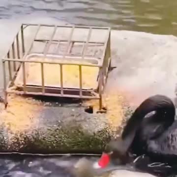 Duck caughted his hunt