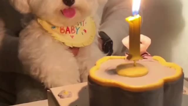 birthday for my dog