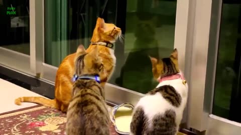 Funny Cats and Kittens Meowing Compilation