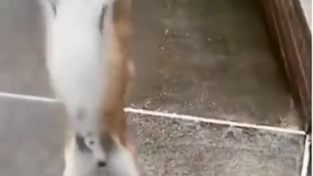Funny dogs #shorts