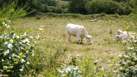 Cows in landscape France