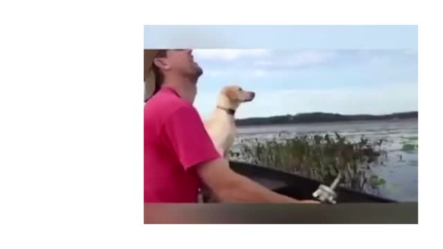 So funny :Dog