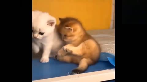 Funny and Cute Baby Pets - Best Funny Pets Compilation