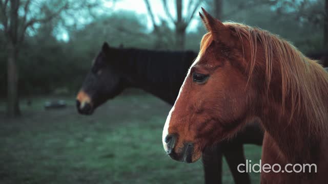 corrida de cavalos pexels-annie-spratt-10283417_TJcdPMPD.mp4