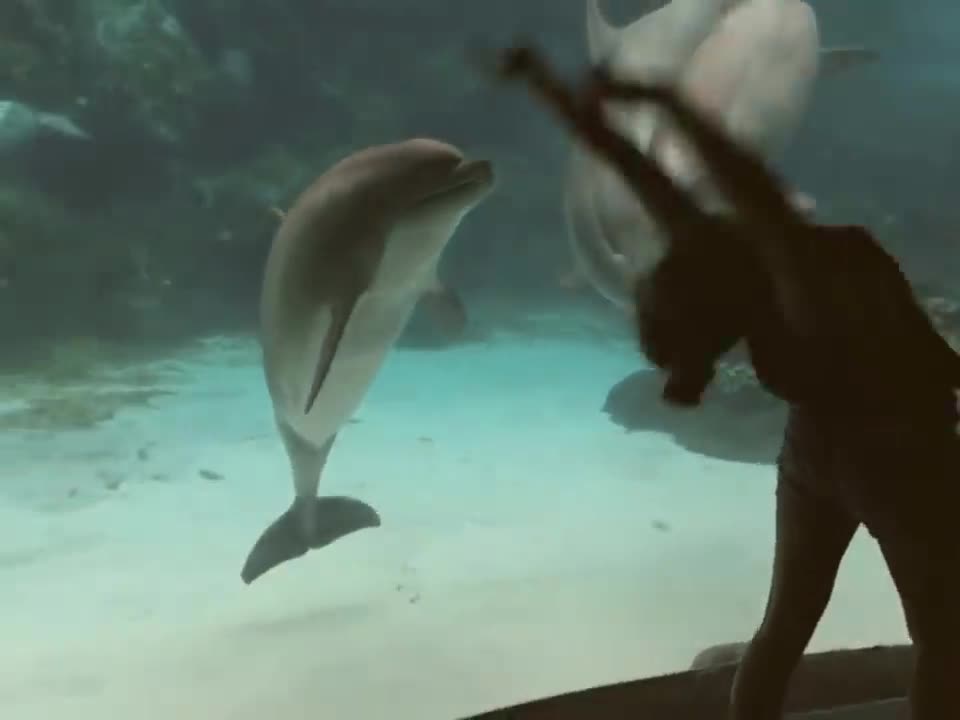 Girl Makes Dolphin Laugh