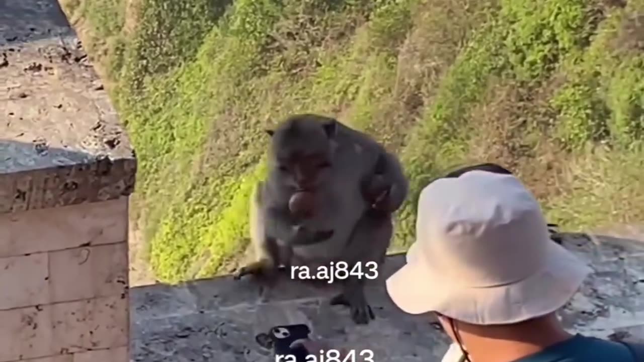 Monkeys take iPhone animals funny video