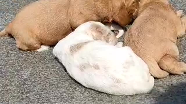 Cute Puppy New born baby Dov