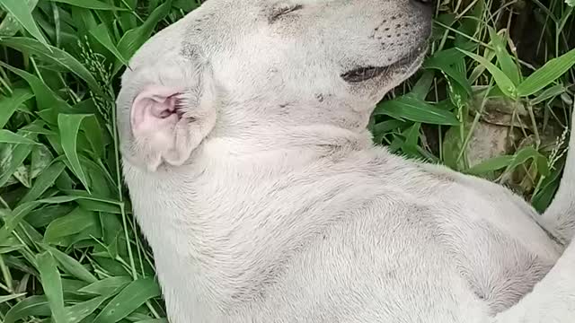 Dog Sleeping