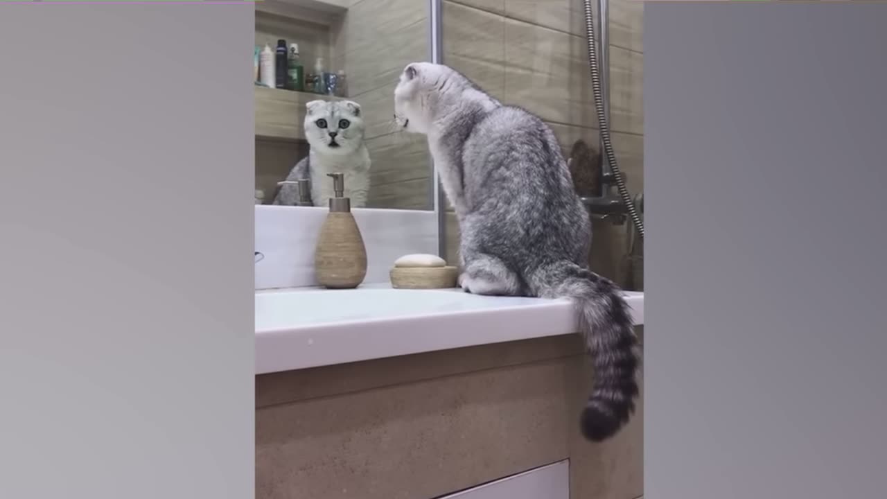 Funny Animals || Try not To Laugh || Follow for more videos