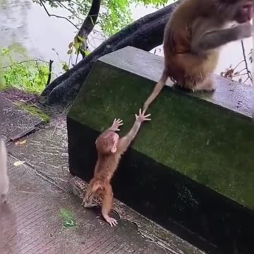 So cute monkeys