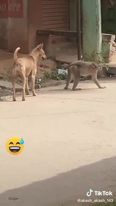 Super Funny Animal Video that Will Make You Laugh Out Loud _ Keep Laughing _ Do Share & Subscribe