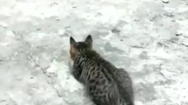 So sneaky achcha video attack