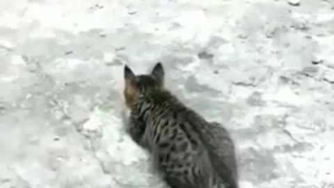 So sneaky achcha video attack