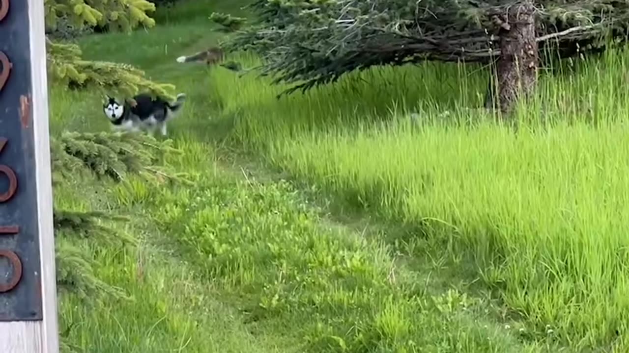 Friendship Between Urban Dog And Wild Fox #shorts #shortvideo #video #virals #videoviral