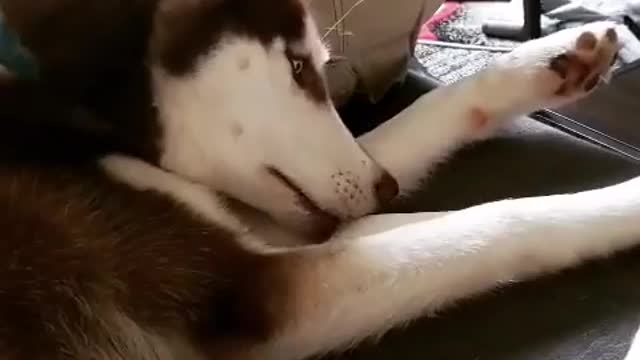 Stubborn Husky Dog Videos 😁😇 Best Funny Animal Videos 2022 😺 Funny Dog Videos 2022 😁