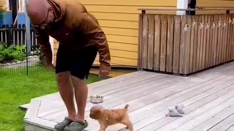 Cute Puppy's First Training #shorts #shortsvideo #video #viral