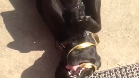 Cat trying to play with leash black dog carrying