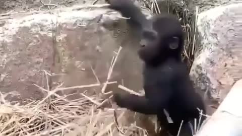 Macaco se divertindo